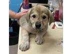 Adopt Odessa a Anatolian Shepherd, Mixed Breed