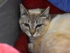 Adopt Cecelia a Siamese