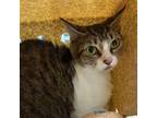 Adopt Honey (mcas) a Domestic Short Hair