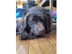 Adopt Lucy Tag # 3200 a Chocolate Labrador Retriever