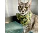 Adopt Farfalle a Domestic Short Hair