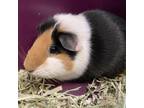 Adopt Penelope a Guinea Pig