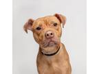 Adopt Tamera a Mixed Breed