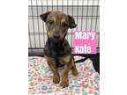 Adopt MARY KATE a Mixed Breed