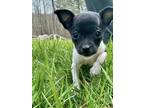 Adopt BUBBLE a Rat Terrier, Shih Tzu