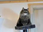 Adopt CHLOE a Norwegian Forest Cat, Domestic Medium Hair