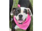 Adopt Evie a Terrier, Labrador Retriever