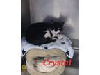 Adopt Crystal a Tuxedo