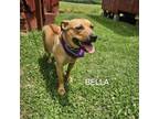 Adopt Bella a Mixed Breed