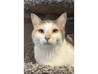 Adopt Hazy a Domestic Short Hair