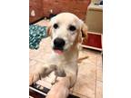 Adopt Lila HTX a Great Pyrenees, Golden Retriever