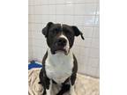 Adopt MOLLY BEAN a Pit Bull Terrier, Mixed Breed