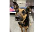 Adopt CLOVER a Mixed Breed, German Shepherd Dog