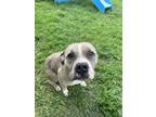 Adopt Virginia Woof a Pit Bull Terrier, Mixed Breed