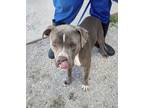 Adopt Giselle a Pit Bull Terrier, Mixed Breed
