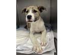 Adopt Sally a American Staffordshire Terrier, Mixed Breed