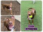 Adopt LOLA a Labrador Retriever