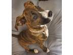 Adopt CAMILLA a American Staffordshire Terrier
