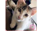 Adopt Sassy a Calico or Dilute Calico Domestic Shorthair (short coat) cat in