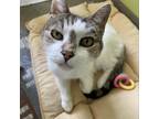 Adopt Irene a White Domestic Shorthair / Mixed cat in Lynchburg, VA (38816998)