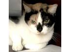 Adopt Darlene a White Domestic Shorthair / Mixed cat in Lakeland, FL (38802120)