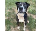 Adopt Francis a Black Mixed Breed (Medium) / Mixed dog in Lynchburg