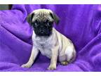 Pug Puppy for sale in Springfield, MO, USA