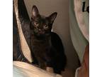 Adopt Billy Joe a All Black Domestic Shorthair / Mixed cat in Las Cruces