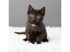Adopt Bibby a All Black Domestic Shorthair / Mixed cat in Minneapolis