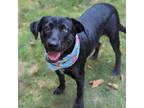 Adopt Nessie a Black Shepherd (Unknown Type) / Collie / Mixed dog in Helena