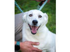 Adopt Pebbles a White Shepherd (Unknown Type) / Mixed dog in Greenwood