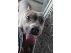 Adopt Bellatrix Lestrange a Gray/Blue/Silver/Salt & Pepper American Pit Bull