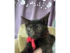 Adopt Coral (RED) a All Black Domestic Shorthair / Domestic Shorthair / Mixed