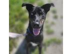 Adopt ZEUS a Brindle Hound (Unknown Type) / Mixed dog in Port St Lucie