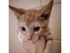 Adopt Uno a Orange or Red Domestic Shorthair / Mixed cat in Monroeville