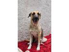 Adopt Reina a Tan/Yellow/Fawn - with Black German Shepherd Dog / Mixed dog in
