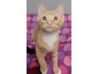 Adopt Prince Harry a Orange or Red Domestic Shorthair / Domestic Shorthair /