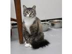 Adopt Pamela a Brown Tabby Domestic Longhair (long coat) cat in Missoula