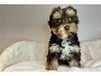 Yorkshire Terrier Puppy for sale in Hinesville, GA, USA