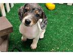 Mutt Puppy for sale in Fort Smith, AR, USA