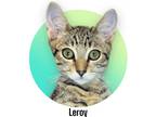 Adopt Leroy a Gray or Blue (Mostly) Domestic Shorthair (short coat) cat in