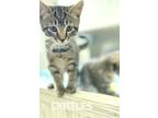 Adopt Skittles a Gray, Blue or Silver Tabby Domestic Shorthair / Mixed (short