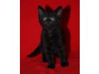 Adopt Ferret (Critter's Kitten) a All Black Domestic Shorthair (short coat) cat