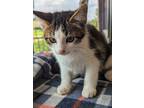 Adopt Sweets a White Domestic Shorthair / Domestic Shorthair / Mixed cat in