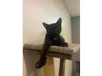Adopt Ralphie a Black (Mostly) Domestic Shorthair (short coat) cat in
