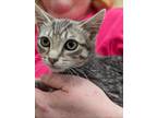 Adopt Jam a Tan or Fawn Tabby Domestic Shorthair (short coat) cat in Morristown