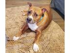 Adopt Benny - IN FOSTER a Brown/Chocolate Mixed Breed (Large) / Mixed dog in