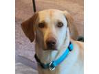 Adopt Daffie a Labrador Retriever dog in Windsor, CO (38786051)