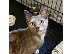 Adopt Emma a Tortoiseshell Domestic Shorthair / Mixed cat in Forest Hills