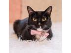 Adopt Salomie a All Black Domestic Shorthair / Mixed cat in Fairfax Station